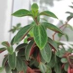 Peperomia verticillata Feuille