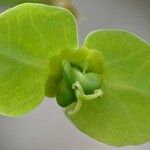 Euphorbia aprica Květ