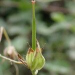 Geranium columbinum Gyümölcs