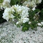 Viburnum macrocephalum Flower