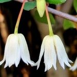 Crinodendron patagua Flor