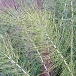 Equisetum telmateia Hoja