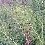 Equisetum telmateia Folla