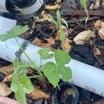 Ipomoea hederaceaDeilen