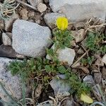 Ononis striata Flower