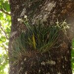 Brassavola nodosa Habit