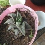 Haworthia limifolia Leaf