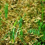 Agrostis capillaris Fruchs