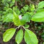 Malus sylvestrisList