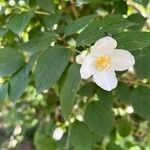 Philadelphus inodorus Květ