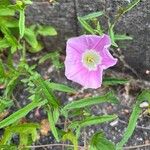 Calystegia hederacea Otro