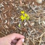 Bupleurum baldense Flower