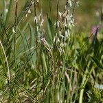 Nardus stricta Хабит