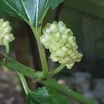 Morus alba Fruit