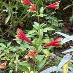 Alstroemeria psittacina Flower