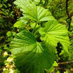 Ribes nigrum Leaf