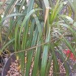 Dracaena reflexaList