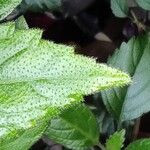 Plectranthus zuluensisFolla