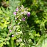 Salvia verbenaca Blüte