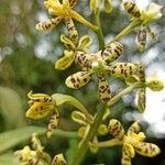 Grammatophyllum speciosum Žiedas