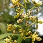 Grammatophyllum speciosum Квітка