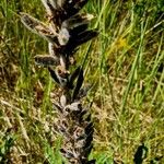 Lupinus polyphyllus Habitus