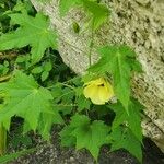 Hibiscus vitifolius Blomma