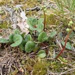 Pyrola chlorantha অভ্যাস