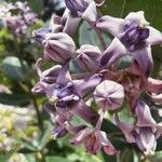 Calotropis gigantea Blüte