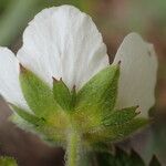 Drymocallis rupestris Flower