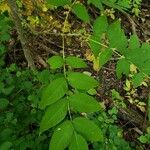 Fraxinus nigra Feuille