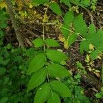 Fraxinus nigra Leaf