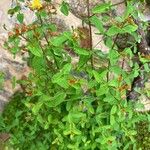 Hypericum bithynicum Folha