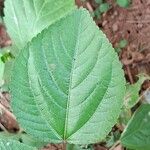 Corchorus aestuans Leaf