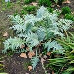 Cynara cardunculus Habitus