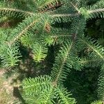 Abies cephalonica Leaf