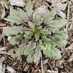 Conyza canadensis Leaf