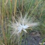 Gelasia hirsuta Fruit