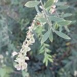 Fallopia dumetorum Hoja
