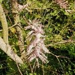 Tamarix parviflora Квітка