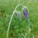 Salvia nutans Blomst