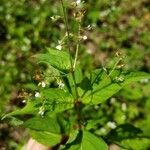 Circaea alpina Blad