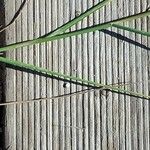 Polypogon maritimus Leaf