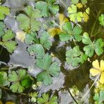 Ranunculus tripartitus Folio