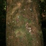 Protium apiculatum Coajă