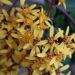 Roldana petasitis Flor