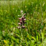 Anacamptis coriophora Blomma