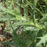 Carthamus lanatus Leaf