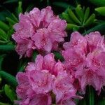 Rhododendron ferrugineum Kvet