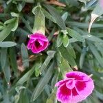 Dianthus caryophyllus പുഷ്പം